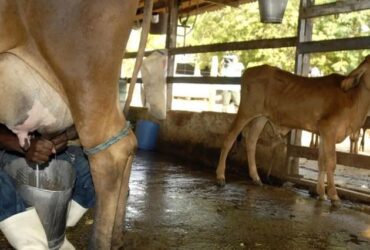 Brasil, Emirados Árabes Unidos e Cuba firmam parceria em segurança alimentar na América Latina - Foto: Marcelo Camargo/Agência Brasil