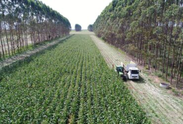 Brasil possui 28 milhões de hectares de pastagens degradadas com potencial para expansão agrícola - Foto: Embrapa