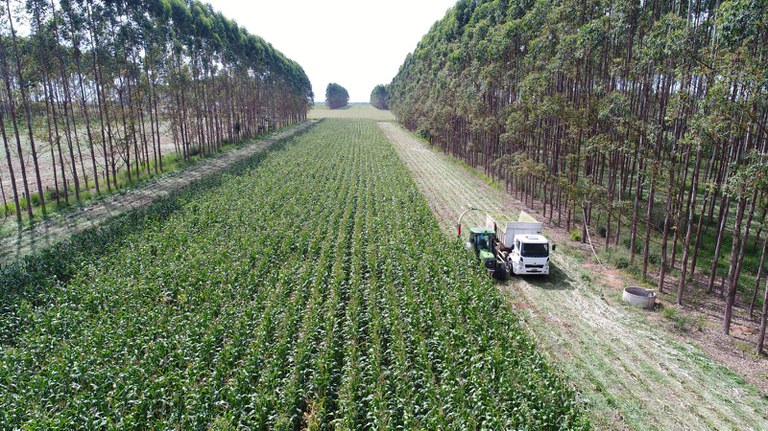 Brasil possui 28 milhões de hectares de pastagens degradadas com potencial para expansão agrícola - Foto: Embrapa