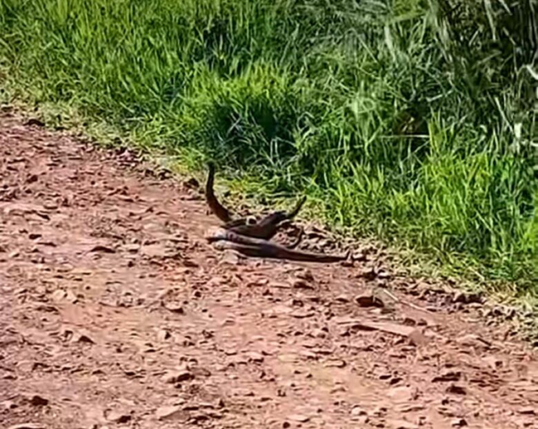 Flagra Inusitado: Acasalamento de Cobras Cascavéis Viraliza nas Redes Sociais