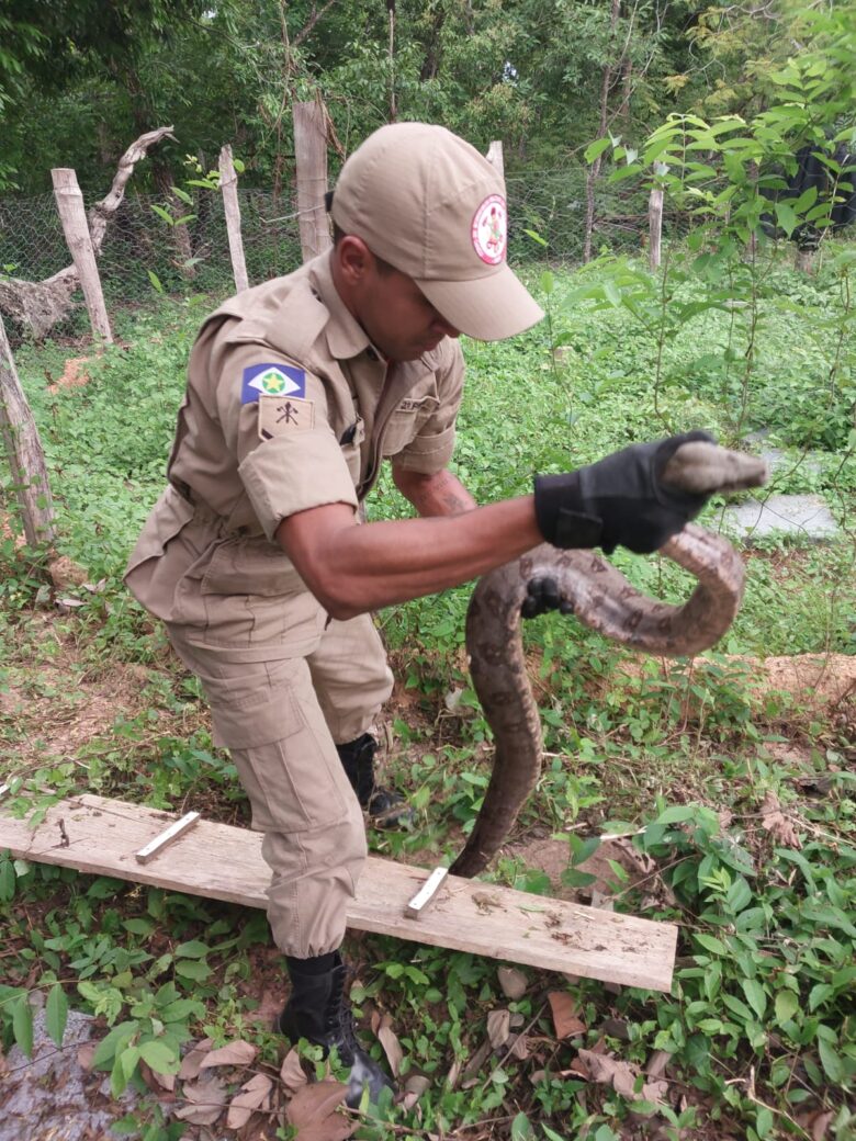 A equipe especializada em resgate de animais silvestres compareceu ao local e capturou a cobra com segurança.