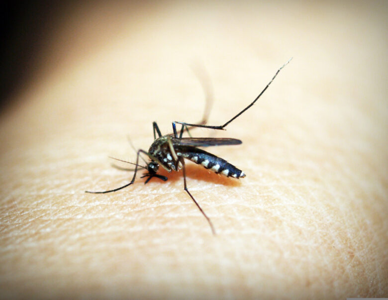 Mosquito da Dengue, Aedes Aegypti, picada, malária. Foto: 41330/Pixabay