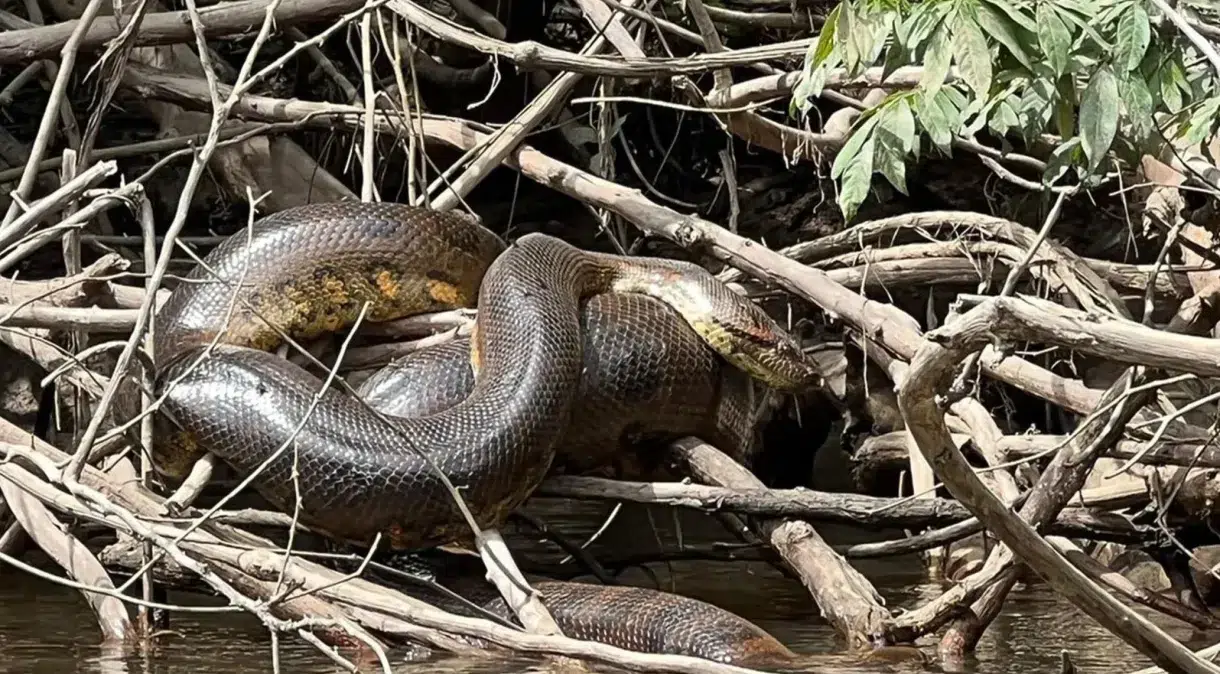 especie-anaconda-sucuri-amazonia