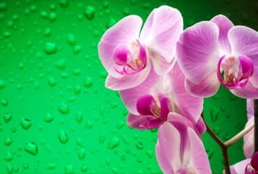 flor de orquídea branca - Fotos do Canva