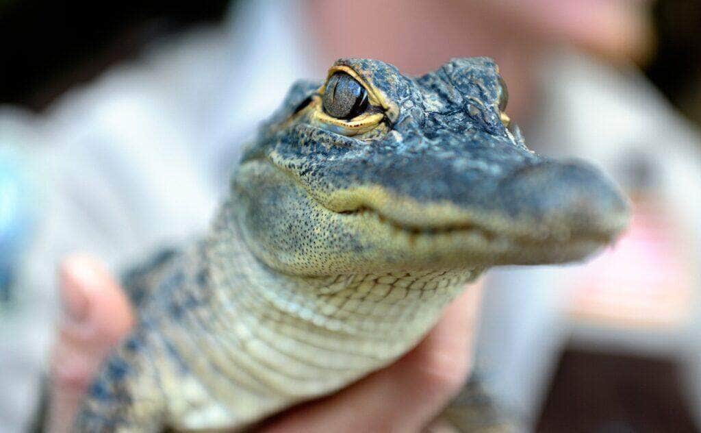 jacaré - Fotos do Canva