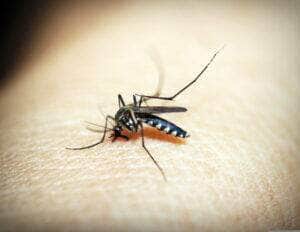 Mosquito da Dengue, Aedes Aegypti, picada, malária. Foto: 41330/Pixabay