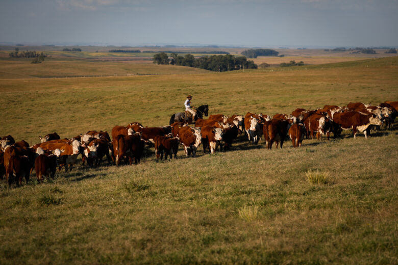 bovino, agropecuária Por: CNA/ Wenderson Araujo/Trilux