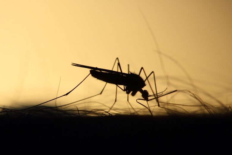 Dengue em Mato Grosso: Alta incidência e exclusão da vacinação