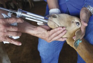 Pesquisa valida vacina contra verminose de caprinos e ovinos no Brasil - Foto: Maira Vergne
