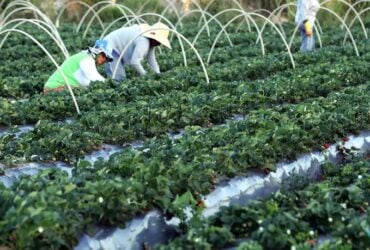 Quase 3 mil toneladas de alimentos da agricultura familiar serão doados no Ceará - Foto: Arquivo/Agência Brasil