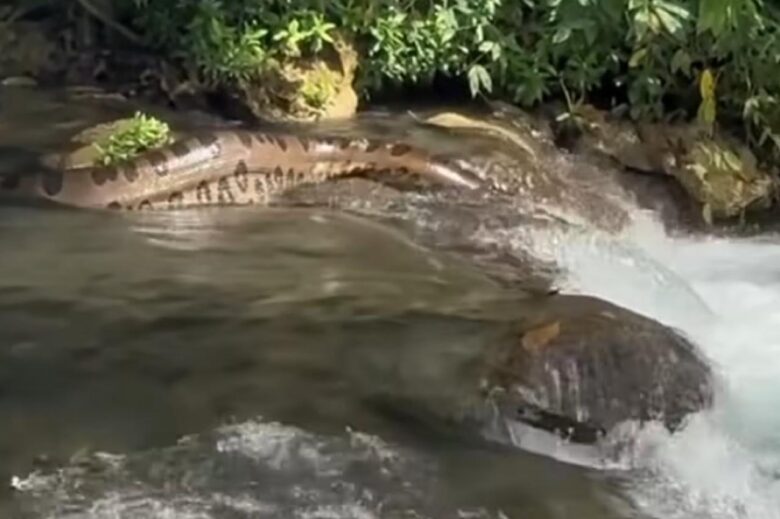 Beleza Serpentina: A Fascinante Visão da Natureza em um Dia Inesquecível nas Quedas D'água