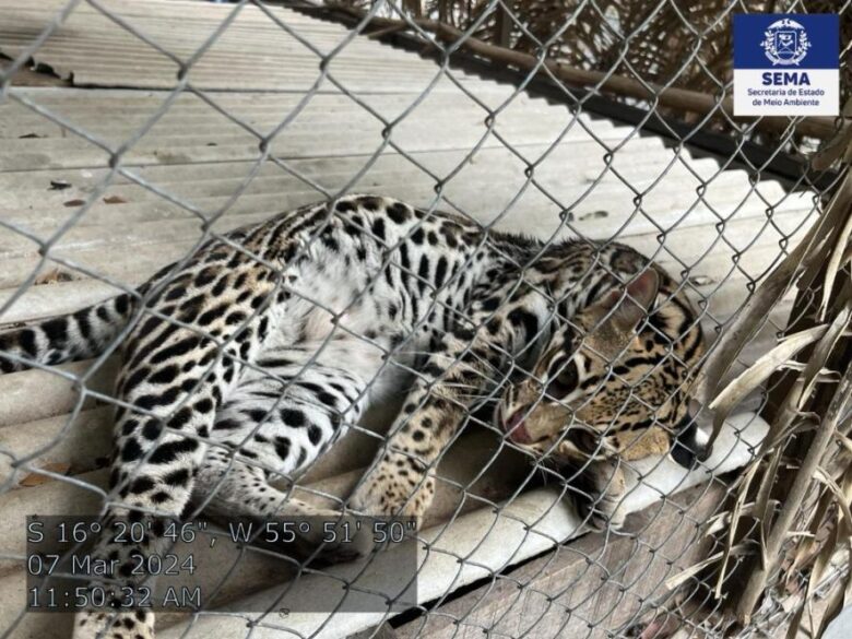 Casal de jaguatiricas de Mato Grosso será enviado para projeto de conservação no Tocantins