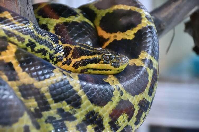 Eunectes notaeus (South Anaconda ou Yellow Anaconda) - Fotos do Canva