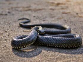 A cobra corre-campo, também conhecida como corredeira ou ubiraquá, é uma espécie comum no sertão nordestino e centro-oeste do Brasil.