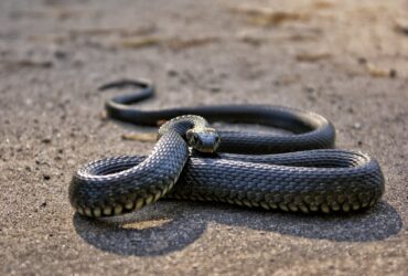 A cobra corre-campo, também conhecida como corredeira ou ubiraquá, é uma espécie comum no sertão nordestino e centro-oeste do Brasil.