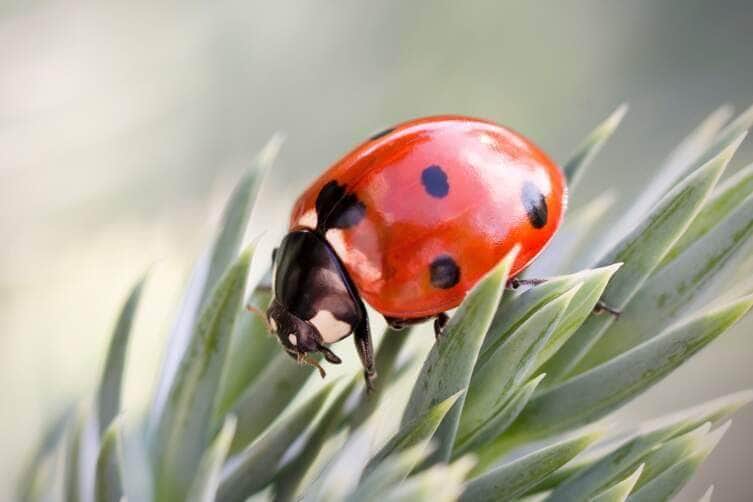 Joaninha - Fotos profissionais premium e gratuitas - Canva