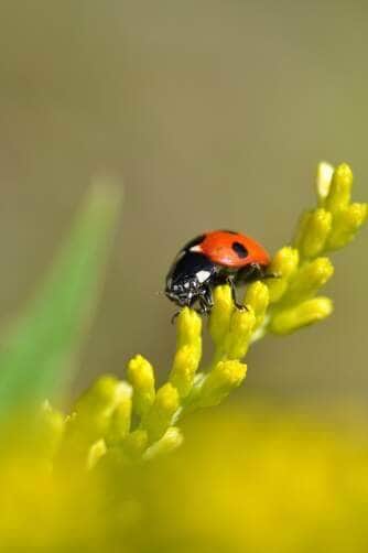 Ladybird - Fotos do Canva1 (2)