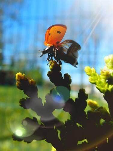 Ladybird flight - Fotos do Canva