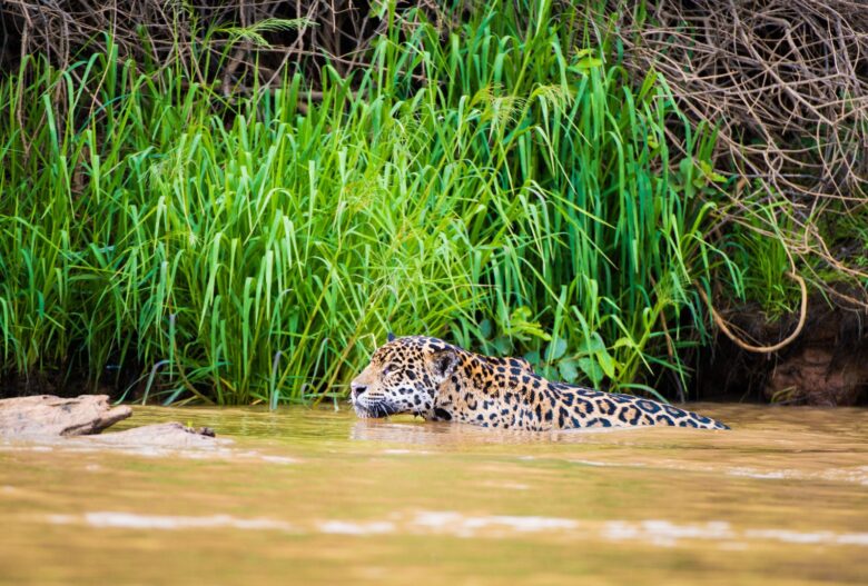 Onças-pintadas atravessando rio - Foto por Canva