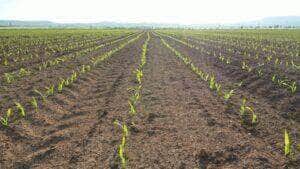 Plantio de Milho em Mato Grosso - Fotos do Canva