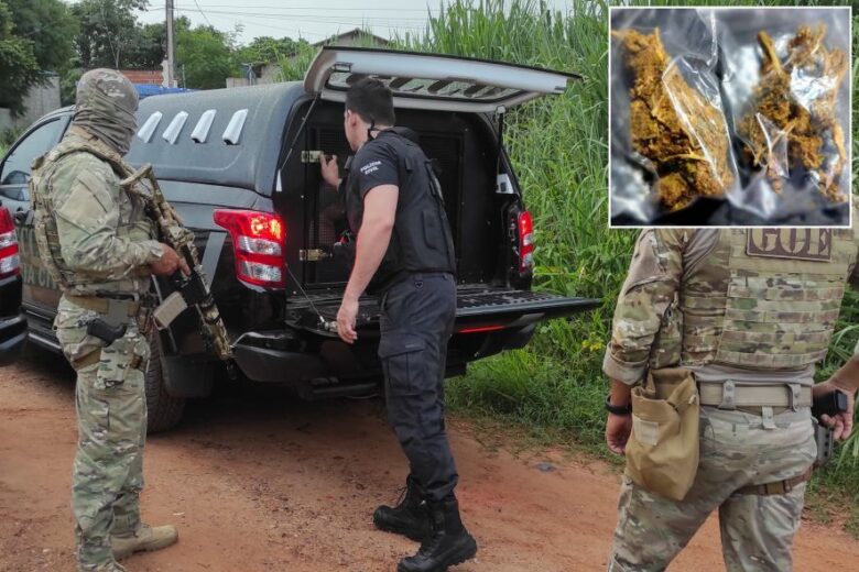 Polícia descobre estufa de maconha em operação contra quadrilha de tráfico em Mato Grosso