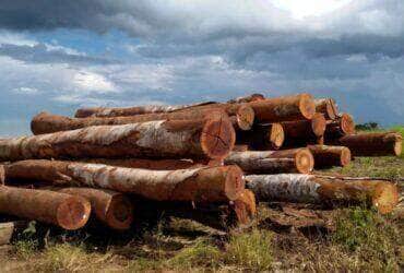 Fiscalização é reforçada em madeireiras de Mato Grosso