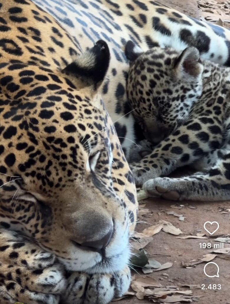 Onça-pintada "Tufão" incomoda frida e filhotes em momento de carinho