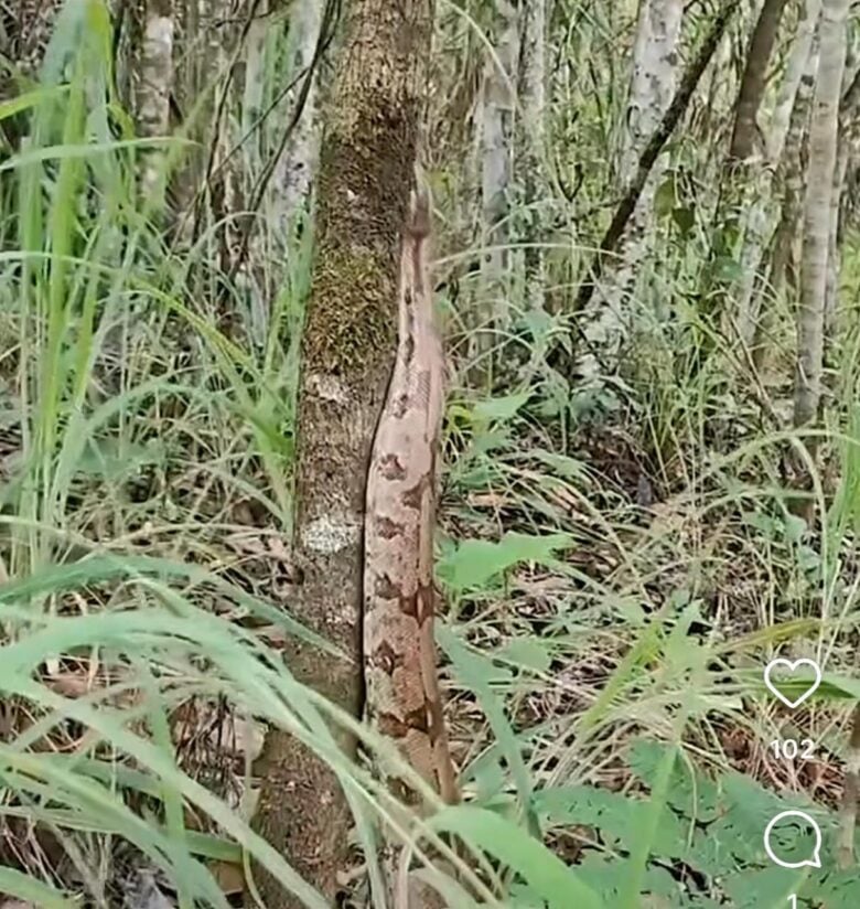 Jiboia é flagrada em rara escalada silenciosa em árvore