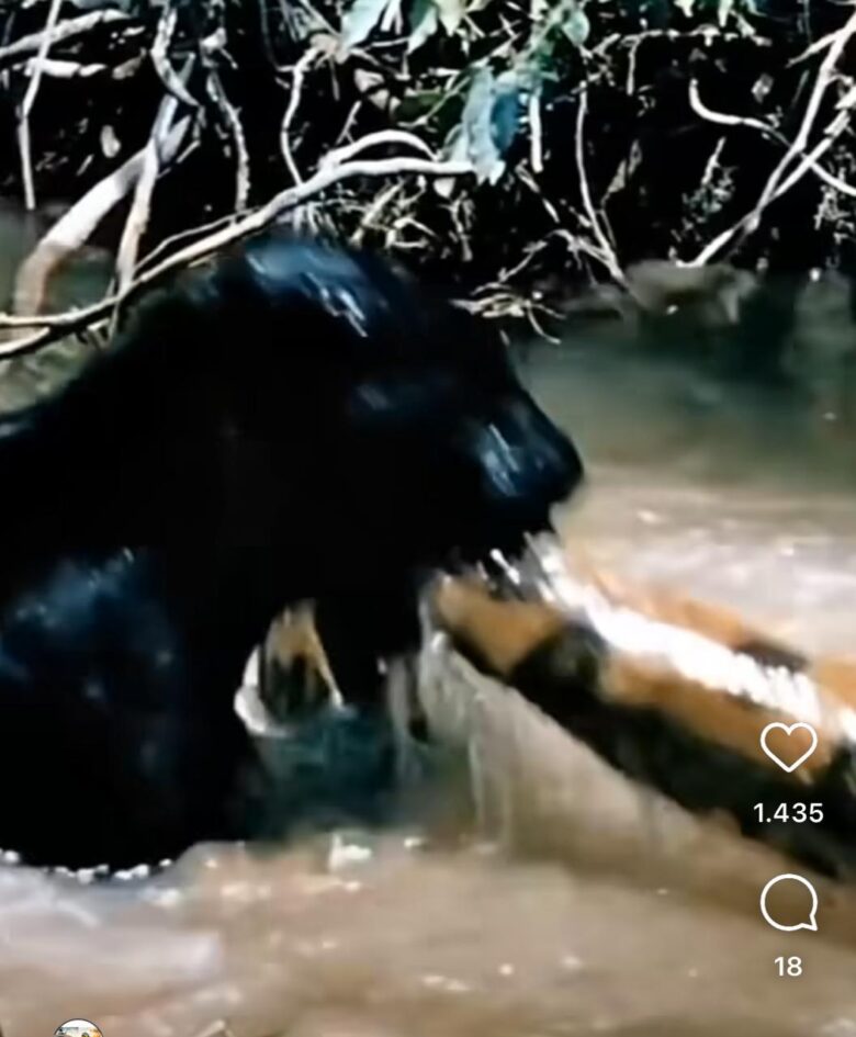 Câmeras capturam momentos tensos e extraordinários de um confronto selvagem entre duas potências da vida selvagem.