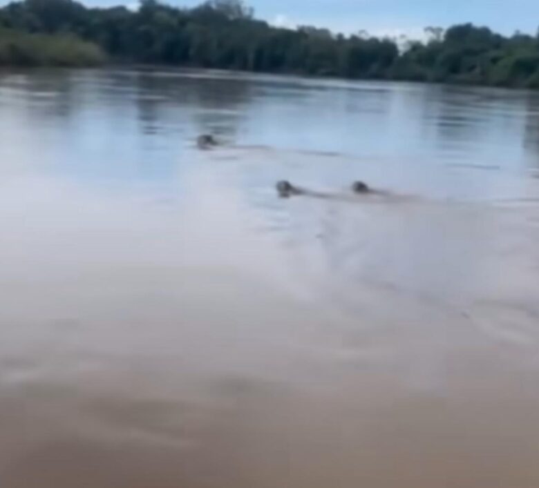 Um encontro raro e fascinante: mãe onça e seus filhotes demonstram habilidades nativas ao nadar perto de embarcações no coração do pantanal mato-grossense