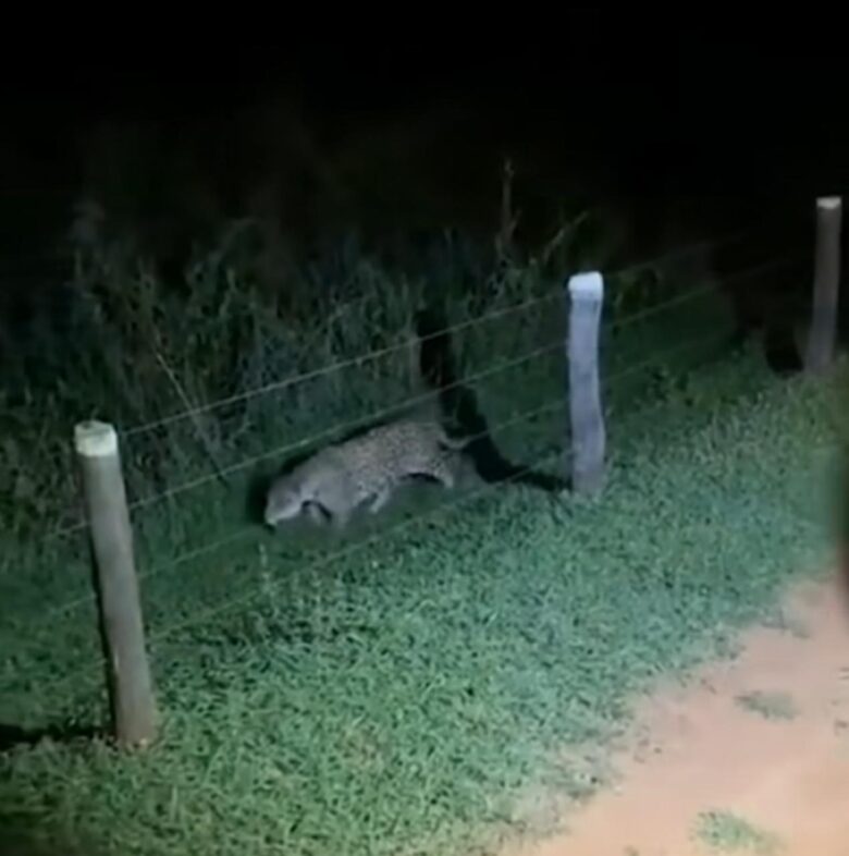 Solitária, mas nunca sozinha: como a onça-pintada explora as terras noturnas do pantanal em mato grosso