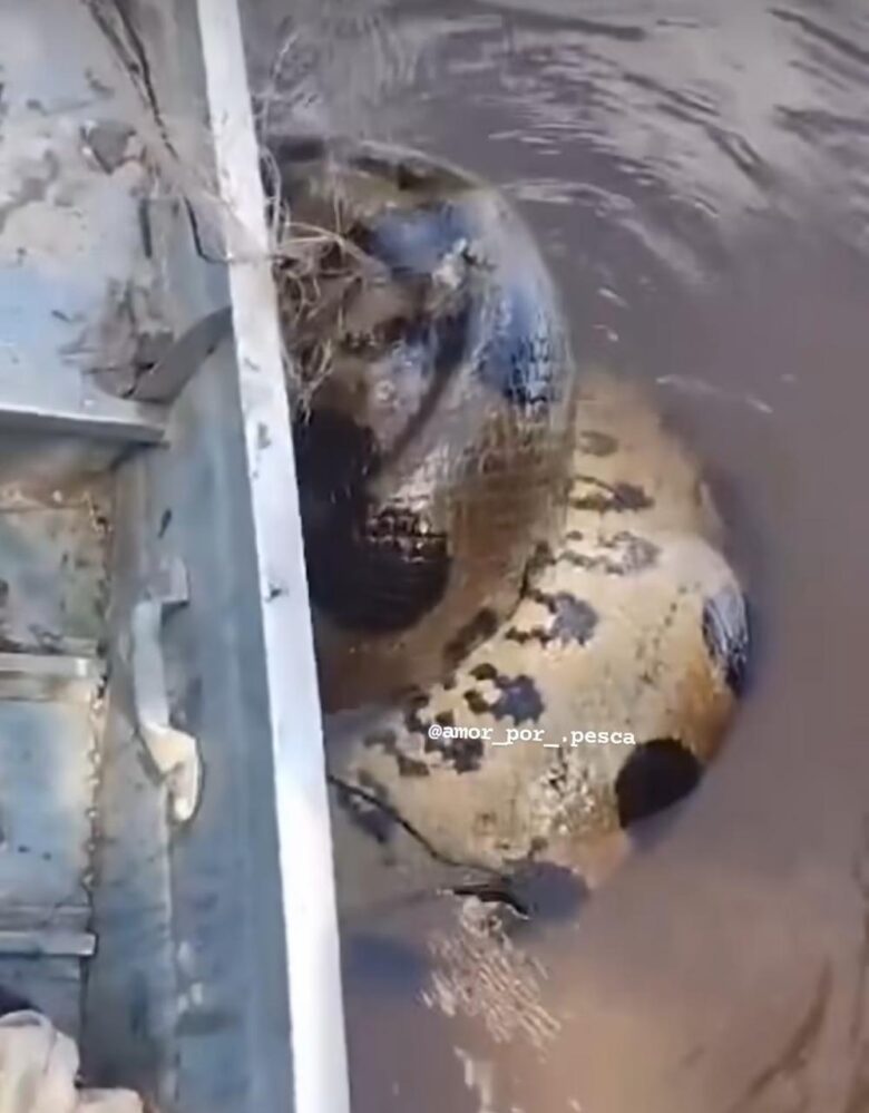 O encontro impressionante com uma sucuri enorme: gigante gentil das águas