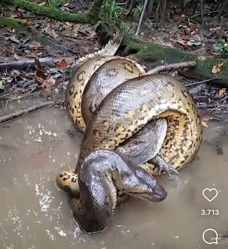 Filmagem rara revela o encontro mortal entre dois gigantes da vida selvagem no interior do brasil