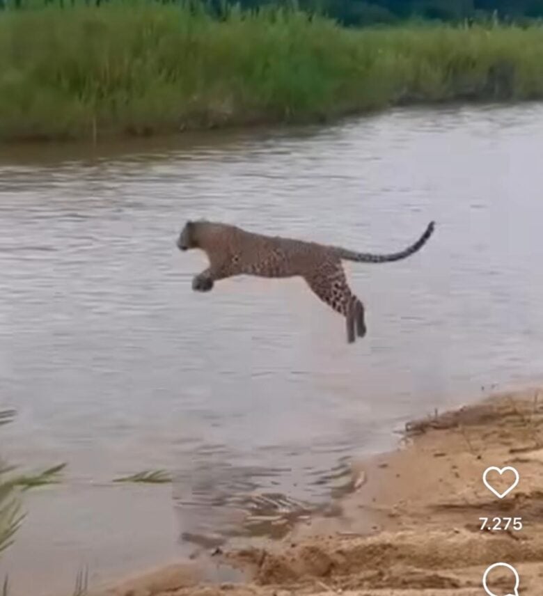 A majestade da onça-pintada: salto esplêndido através do rio viraliza nas redes sociais