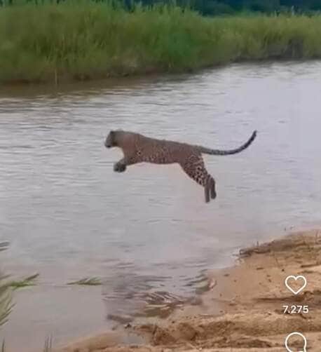 A majestade da onça-pintada: salto esplêndido através do rio viraliza nas redes sociais