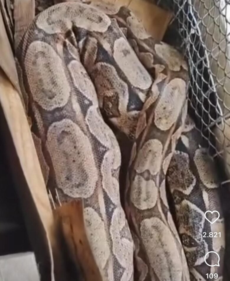 Jiboia ladra de galinhas: vídeo viral mostra cobra predando em galinheiro