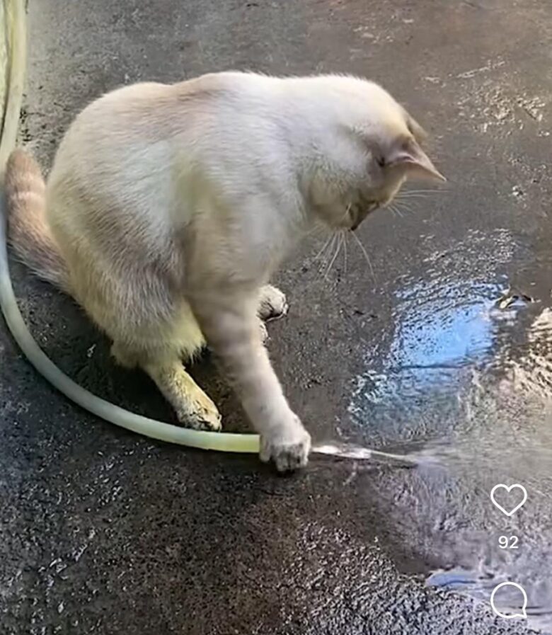 Gatinho fofo desafia crenças e se diverte com mangueira de água: inteligência felina em ação!