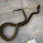 Menino de 12 anos é picado por jararaca enquanto brincava em propriedade rural