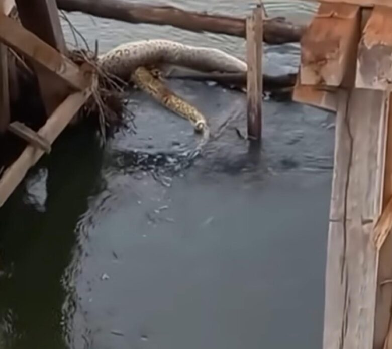 Sucuri enorme encontrada descansando em mato grosso