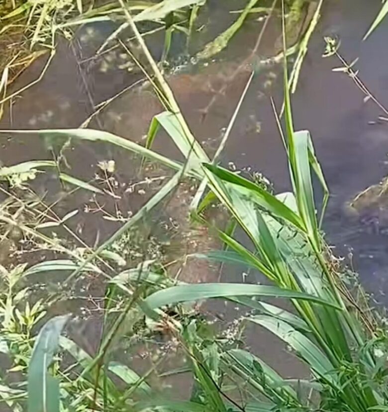 Peixe elétrico gigante assusta pescadores em rio: encontro eletrizante: