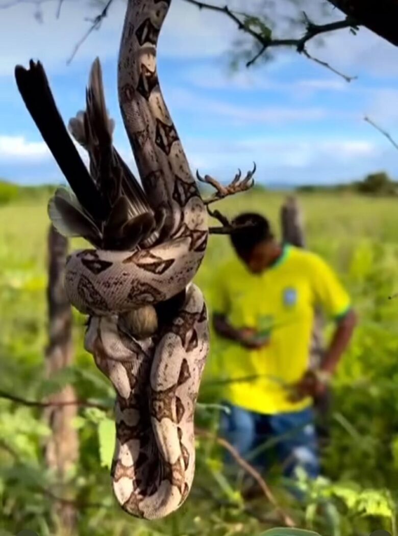 Jiboia caça galo de campina: registro impressionante revela predador em ação