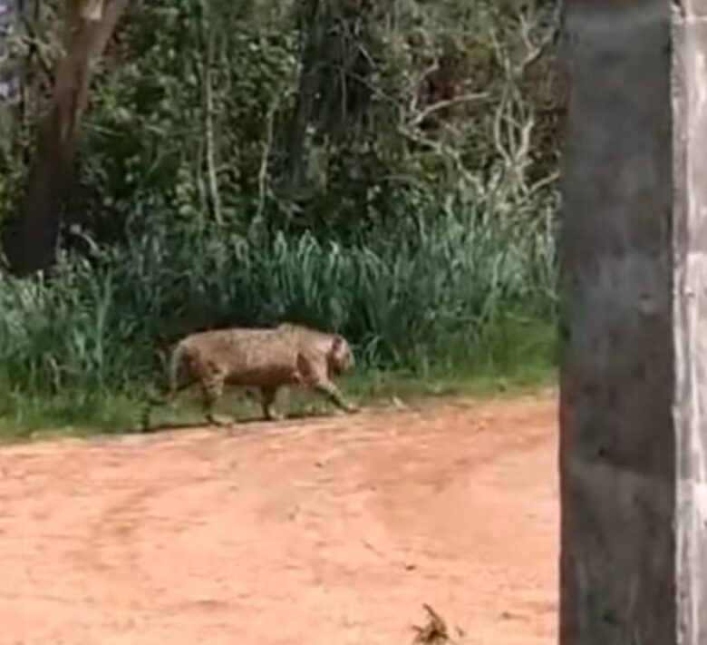 Onça-pintada colossal impressiona sitiante e internautas em Mato Grosso