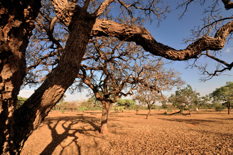 Seca, cerrado Por: Arquivo/Agência Brasil