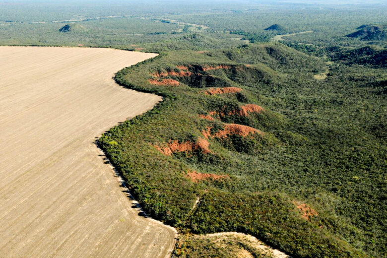 cerrado tem alta de 19 nos alertas de desmatamento em fevereiro capa 2024 03 11 2024 03 11 1895562910