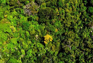 Proprietário rural de Mato Grosso é denunciado por nove crimes ambientais no Assentamento PA Nova União