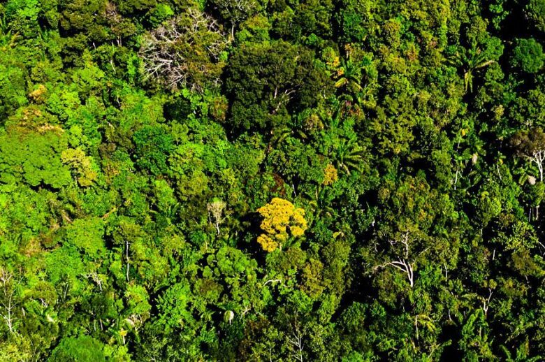 Polícia Federal deflagra operação em Mato Grosso para combater desmatamento criminoso na Amazônia