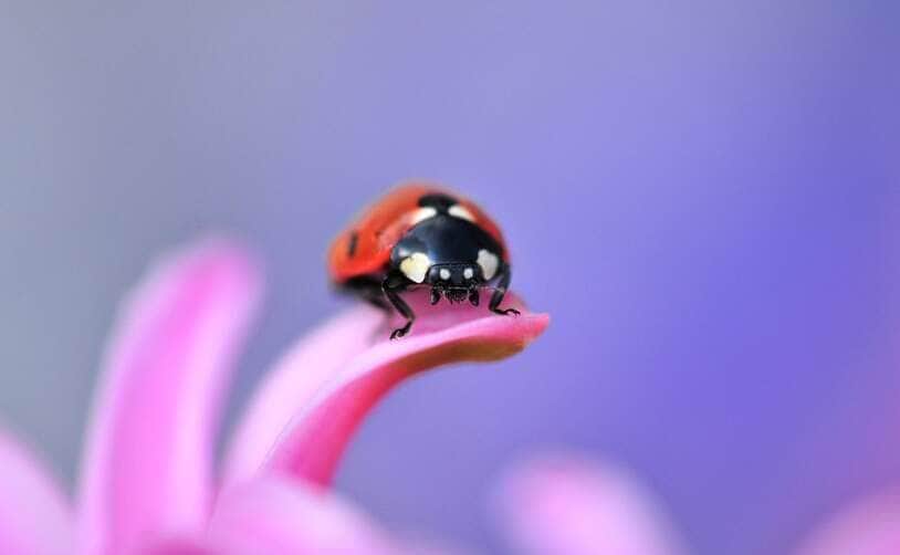 ladybird - Fotos do Canva1 (1)