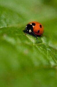 ladybird beetle - Fotos do Canva