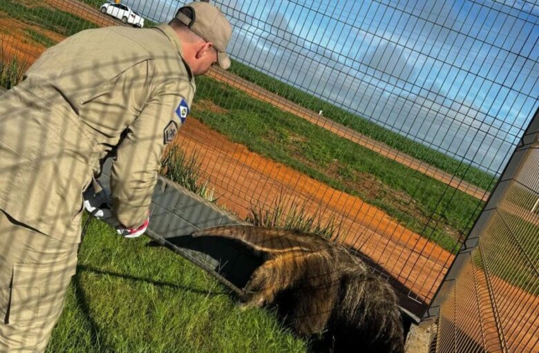 Bombeiros resgatam tamandua bandeira em empresa de maquinas agricolas