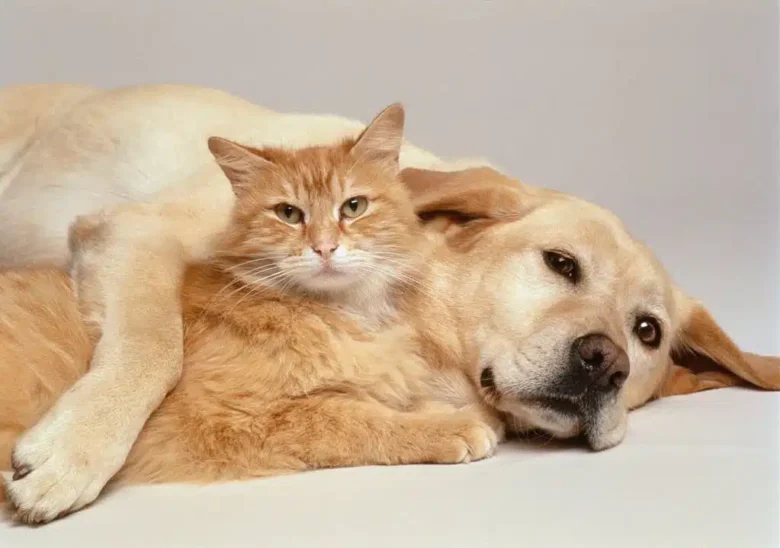 Cães e gatos enfrentam uma epidemia de obesidade no Brasil